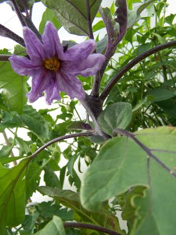 Eggplant flower / Fleure d'aubergine